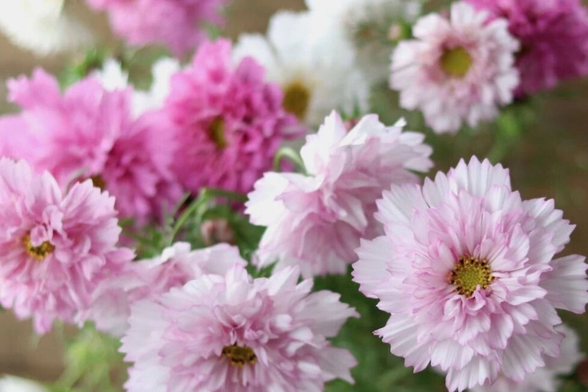 Double Click Bicolor Rose Cosmos Seeds – 200+ Heirloom Cosmos bipinnatus Seeds for Sun Gardens
