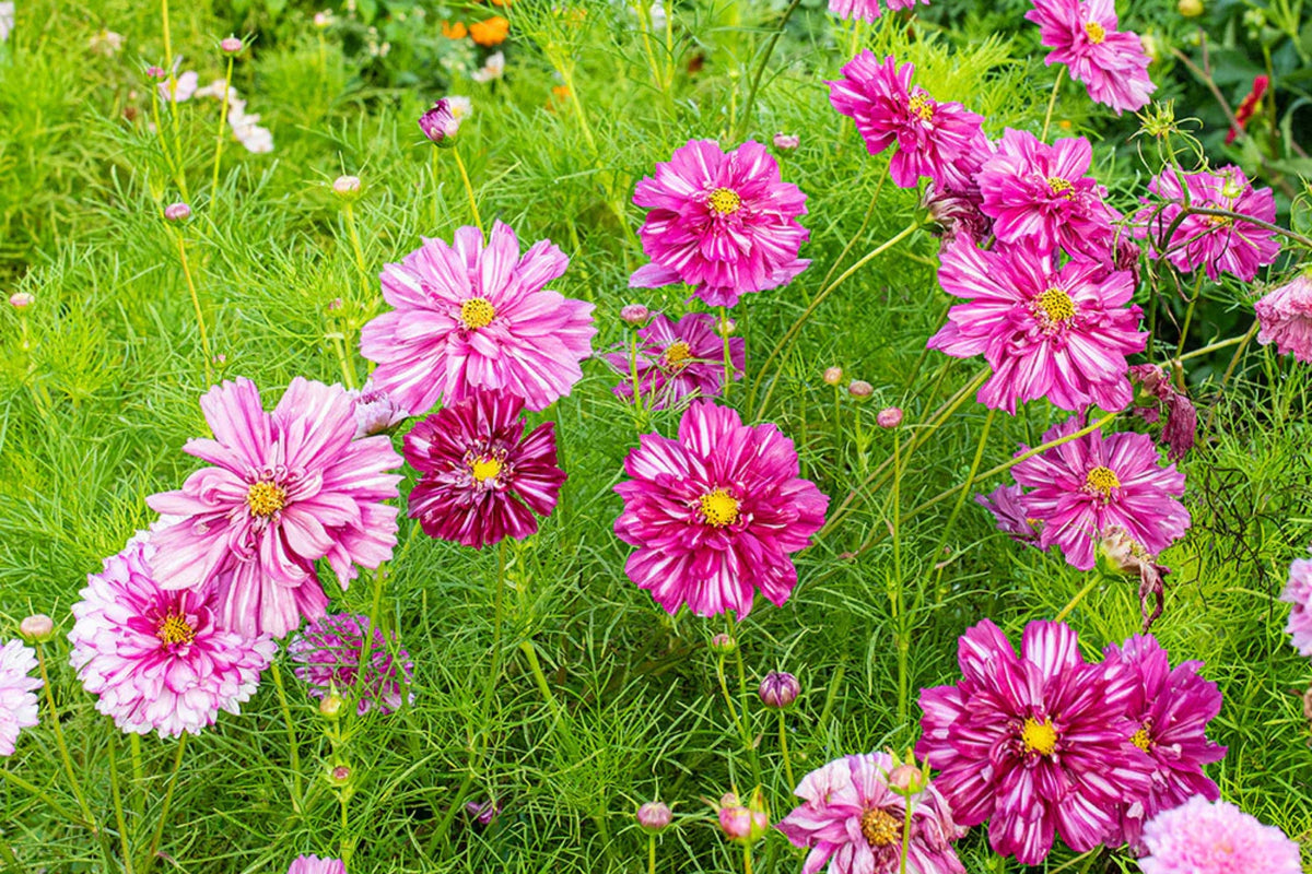 Double Click Bicolor Rose Cosmos Seeds – 200+ Heirloom Cosmos bipinnatus Seeds for Sun Gardens