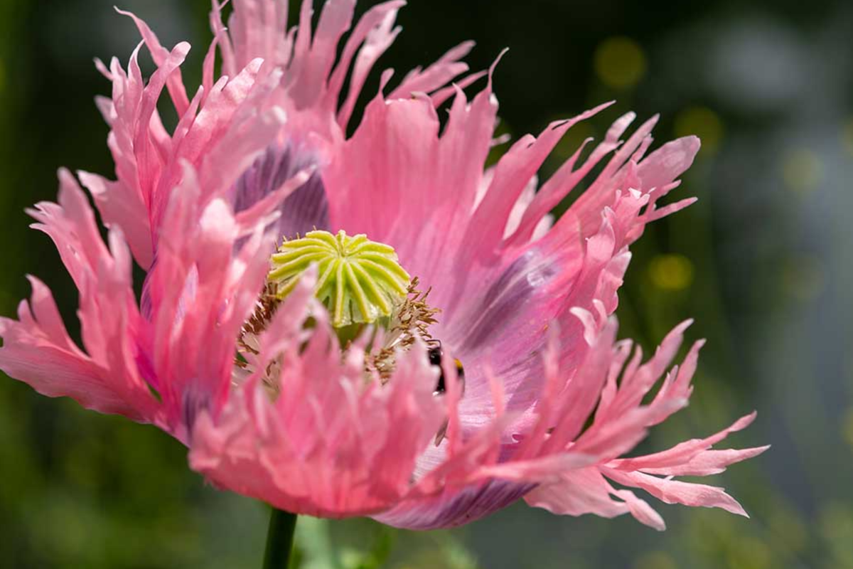 Danish Flag Poppy Seeds - Papaver Somniferum, 500 Seeds – Red with White Cross