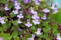 Kenilworth Ivy Seeds (Cymbalaria Muralis) - 200 Seeds, Ground Cover, Shade Tolerant