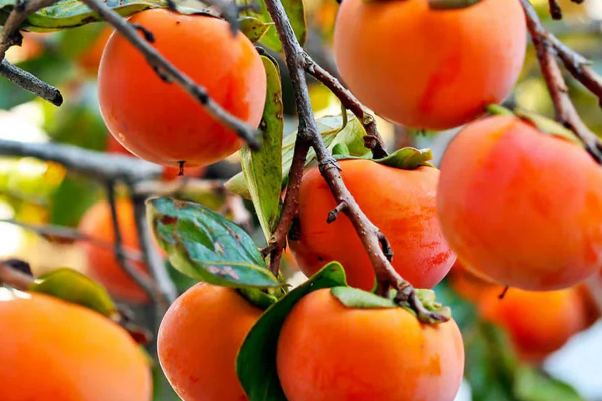 Japanese Persimmon Cuttings - Fuyugaki, 6 Unrooted (Diospyros kaki) Self-Pollinating