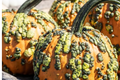 Goosebumps Pumpkin Seeds - 20 Seeds | F1 Hybrid Cucurbita pepo - Warted, Bright Orange Giant