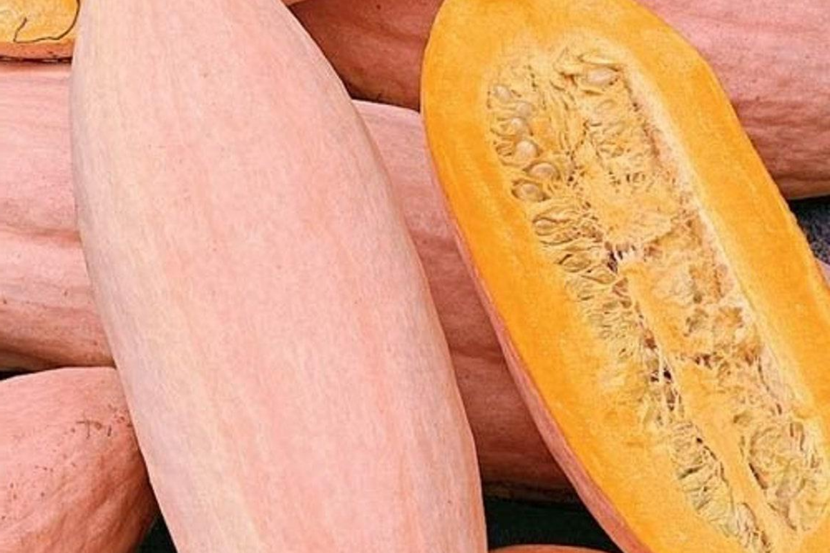 Pink Banana Squash Seeds - 20 Seeds, Cucurbita maxima