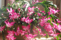 Christmas Cactus Stem Cuttings - 3 Colors (Schlumbergera) - Ready to Root