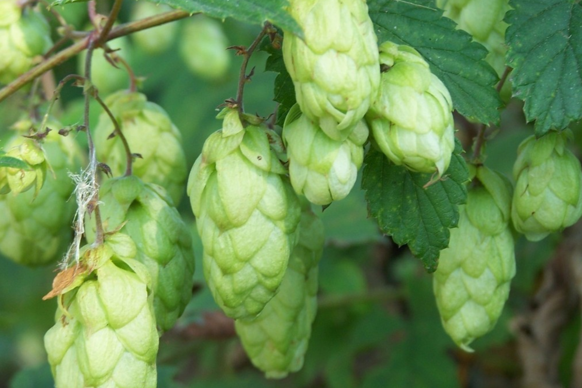 Common Hops Seeds (Humulus Lupulus) - 40 Seeds for Brewing