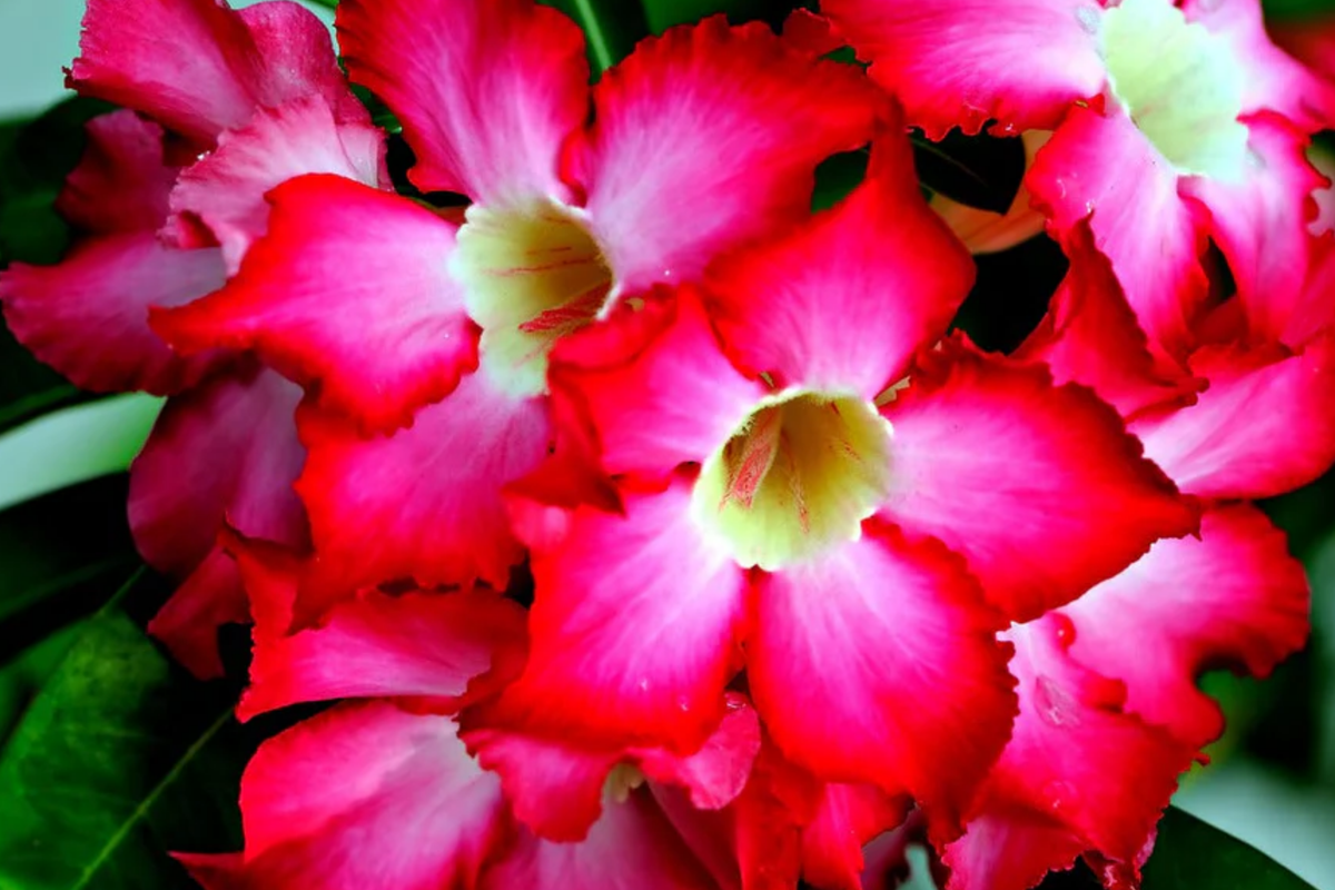 Desert Rose Seeds (Adenium obesum) Mixed Colors - 10 Seed Pack
