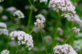 Society Garlic Seeds (Tulbaghia Violacea) - 15 Seeds Heirloom Perennial