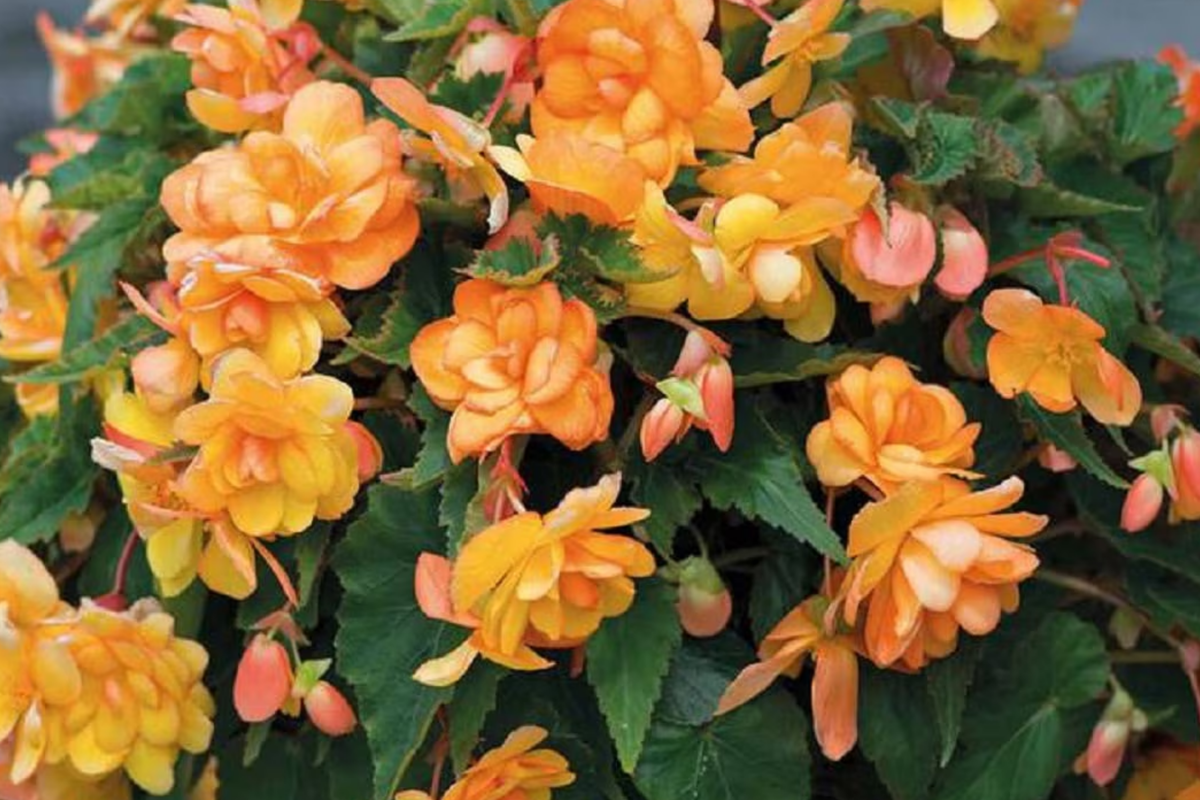 Begonia Bossa Nova Yellow Seeds - 5 Pack (Begonia x tuberhybrida)