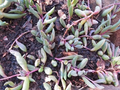 Ruby Necklace Succulent Live Plant in 2-Inch Pot | Othonna capensis