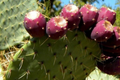 Sweet Red Prickly Pear Cactus Seeds - Opuntia humifusa, 40 Seeds