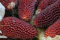 Strawberry Fruit Corn Seeds (Zea mays) - 20 Seed Pack