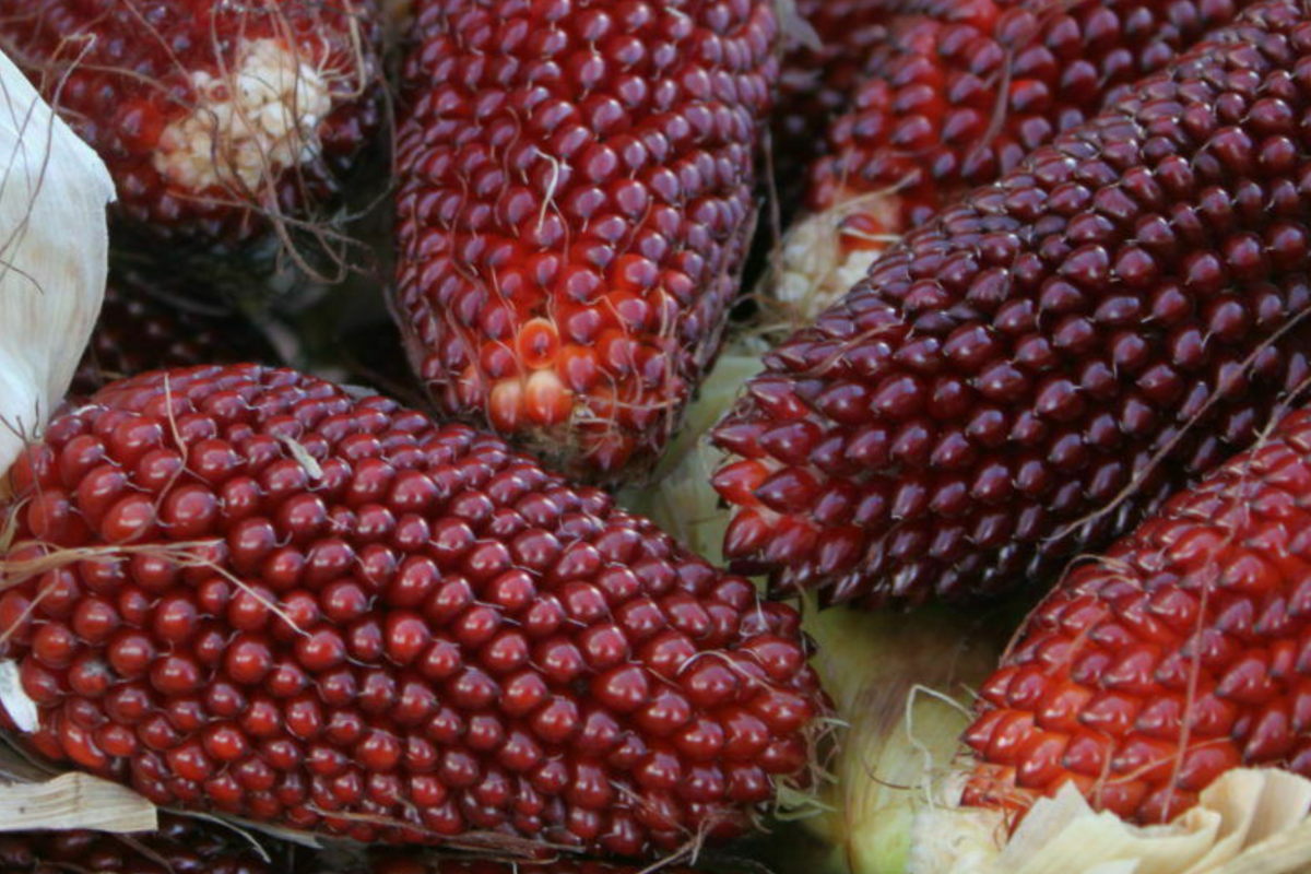 Strawberry Fruit Corn Seeds (Zea mays) - 20 Seed Pack