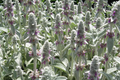 Lamb's Ear Stachys byzantina Lanata Seeds - 100 Seeds, Drought-Tolerant Ground Cover