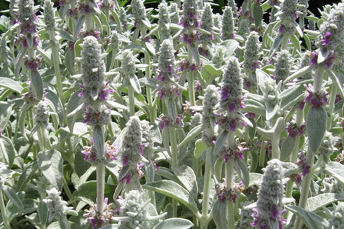 Lamb's Ear Stachys byzantina Lanata Seeds - 100 Seeds, Drought-Tolerant Ground Cover
