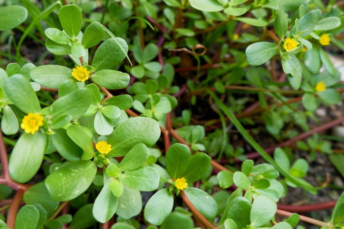 Golden Purslane Seeds (Portulaca oleracea) - 250 Seeds for Easy-Grow Annual Herb