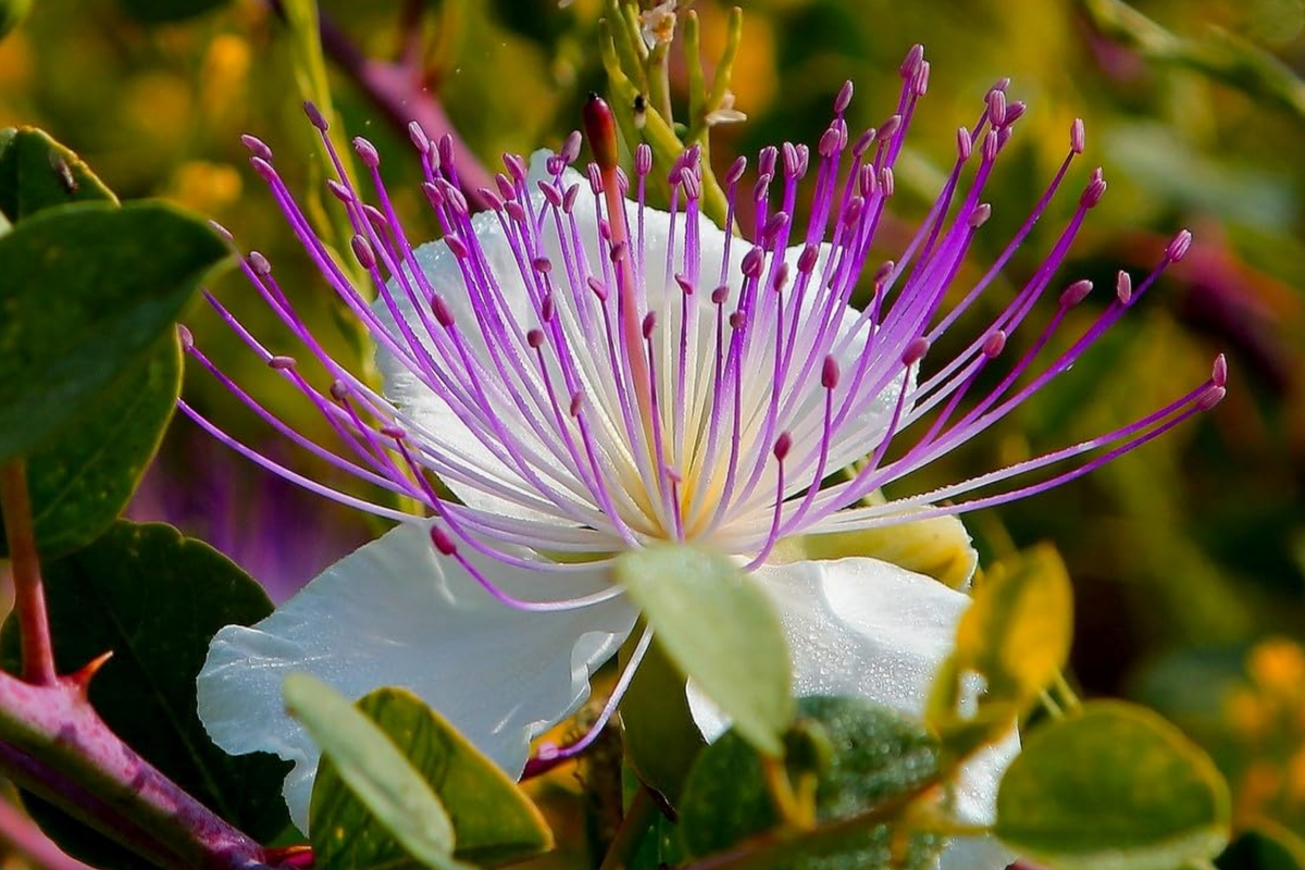 Caper Bush Seeds Capparis Spinosa - 20 Seeds | Perennial Flowering Plant for Edible Capers
