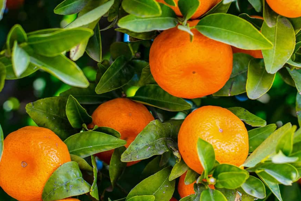Citrus Orange Seeds – 20 Seeds (Citrus sinensis) for DIY Home Gardening