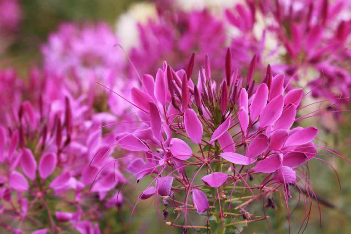 Cleome Queen Mix Seeds - 50 Count | Cleome hassleriana Annual Flowers