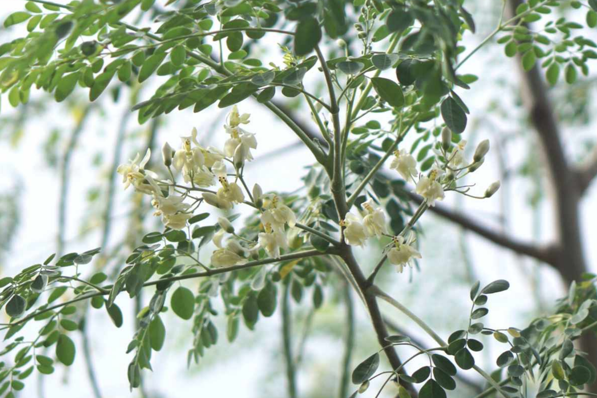 Moringa Tree Seeds - 10 Seeds (Moringa Oleifera) Drumstick Tree | Tropical, Fast-Growing