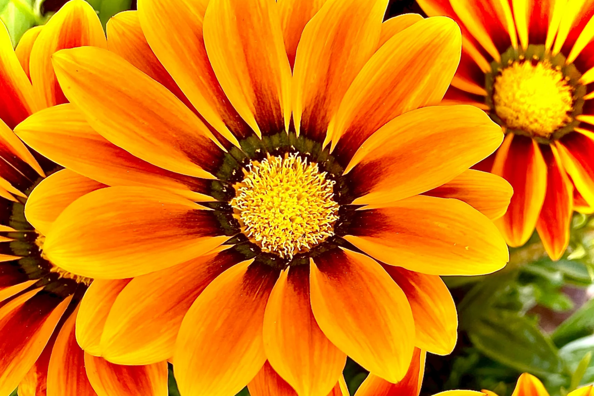 Gazania Kiss Orange Flame Seeds (Gazania rigens) - 25 Seeds, Annual Flower