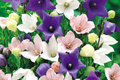 Platycodon Double Balloon Flower Seeds – 40 Mixed Colors, Garden Perennial