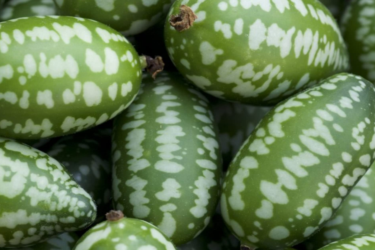 Mexican Sour Gherkin Cucumber Seeds - 25 Seeds Melothria scabra Trellis-Friendly