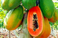 Dwarf Hovey Papaya Seeds - 30 PCS | Carica L. Papaya Seed for Bonsai & Subtropical Gardens