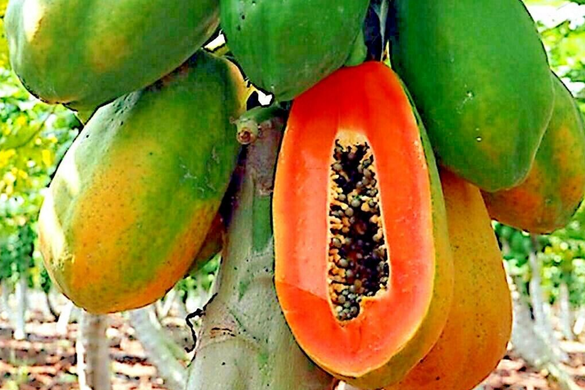 Dwarf Hovey Papaya Seeds - 30 PCS | Carica L. Papaya Seed for Bonsai & Subtropical Gardens