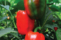 California Wonder Bell Pepper Starter Plants - 3 Pack | Sweet, Crisp, High-Yield Capsicum annuum