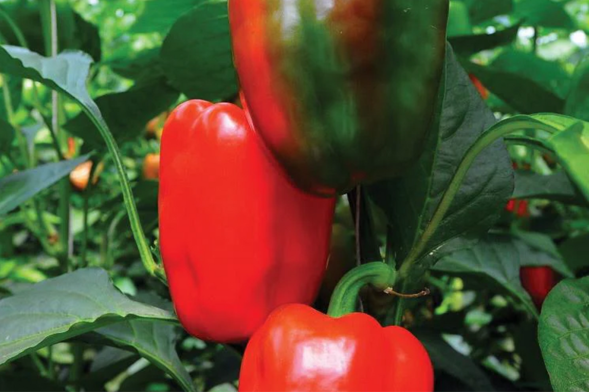 California Wonder Bell Pepper Starter Plants - 3 Pack | Sweet, Crisp, High-Yield Capsicum annuum