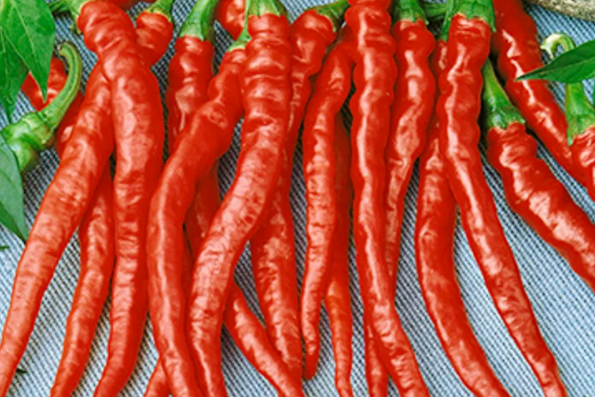 Red Dragon Cayenne Pepper Starter Plants - 3 Plants, Capsicum annuum