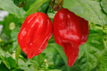 7 Pot Red Pepper Starter Plants (Capsicum chinense) - 3 Ultra Hot Starter Plants