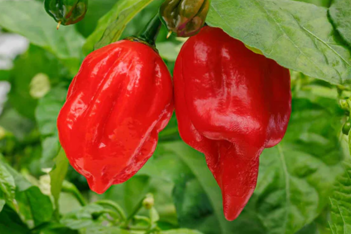 7 Pot Red Pepper Starter Plants (Capsicum chinense) - 3 Ultra Hot Starter Plants