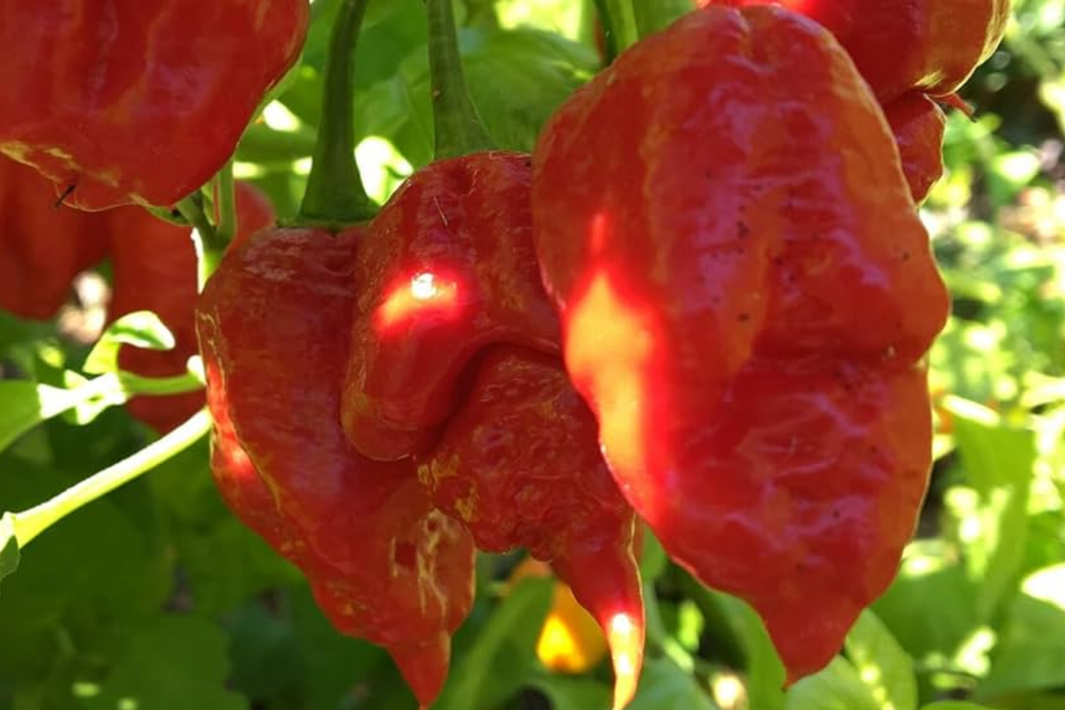 Apocalypse Red Scorpion Pepper Starter Plants - 3 Plants, Capsicum chinense, Super Hot