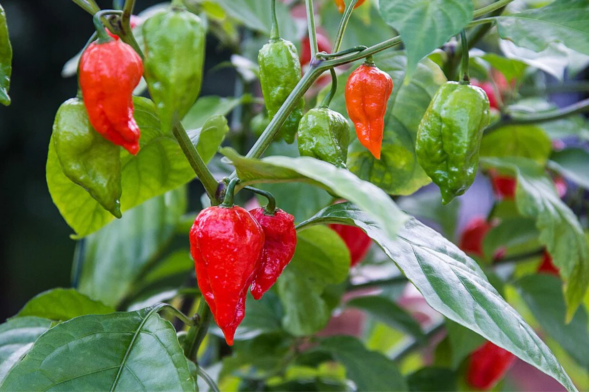 Red Ghost Pepper Starter Plants (Bhut Jolokia) - 3 Ultra Hot Capsicum chinense
