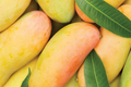 Grafted Mango Mahachanok Starter Plant Seedling - 3'-4' Tall Live Fruit Tree