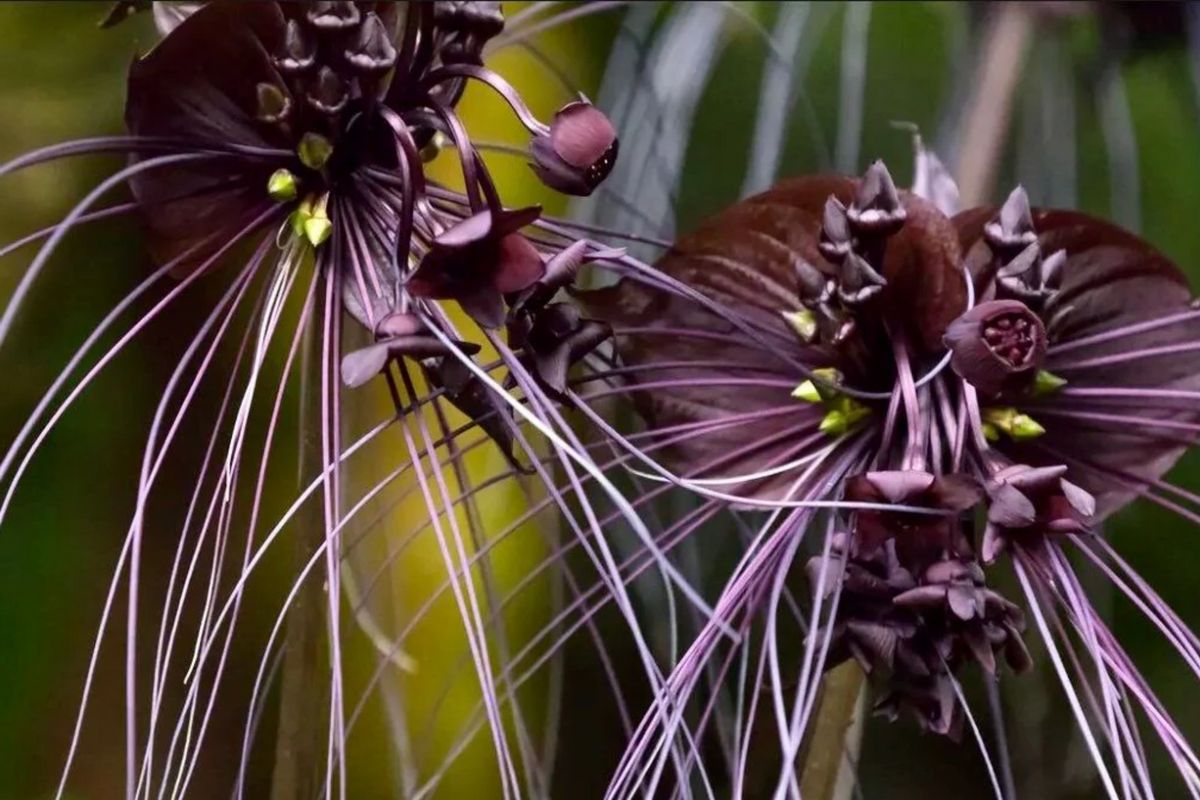 Black Bat Orchid Seeds (Tacca chantrieri) - 5 Seeds, Rare Tropical Plant for Indoor/Outdoor (Zones 10-11)
