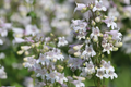 Penstemon Angustifolius Seeds | Narrowleaf Beardtongue - 50 Seeds, Native Perennial, Blue Wildflower