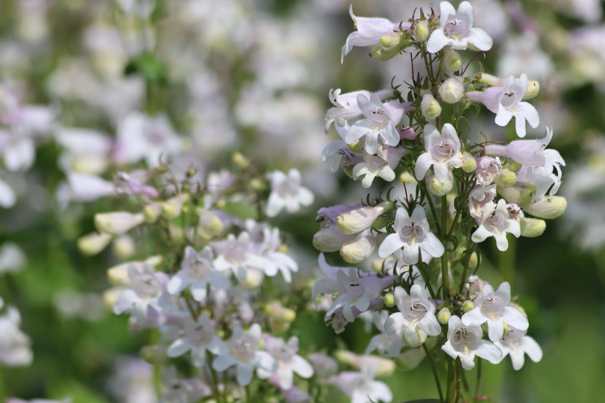 Penstemon Angustifolius Seeds | Narrowleaf Beardtongue - 50 Seeds, Native Perennial, Blue Wildflower
