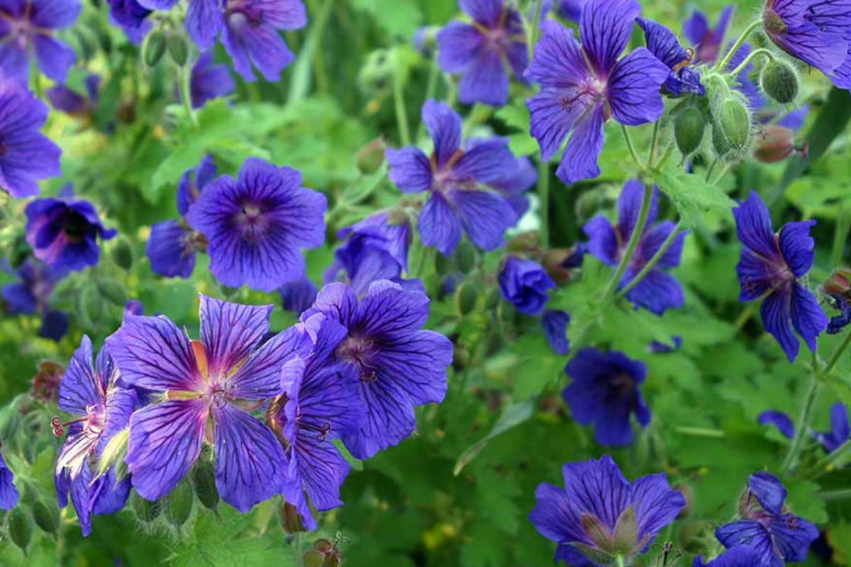 Ivy Geranium Cuttings - 8 Unrooted Cuttings in 4 Colors, Labeled with Rooting Powder & Instructions