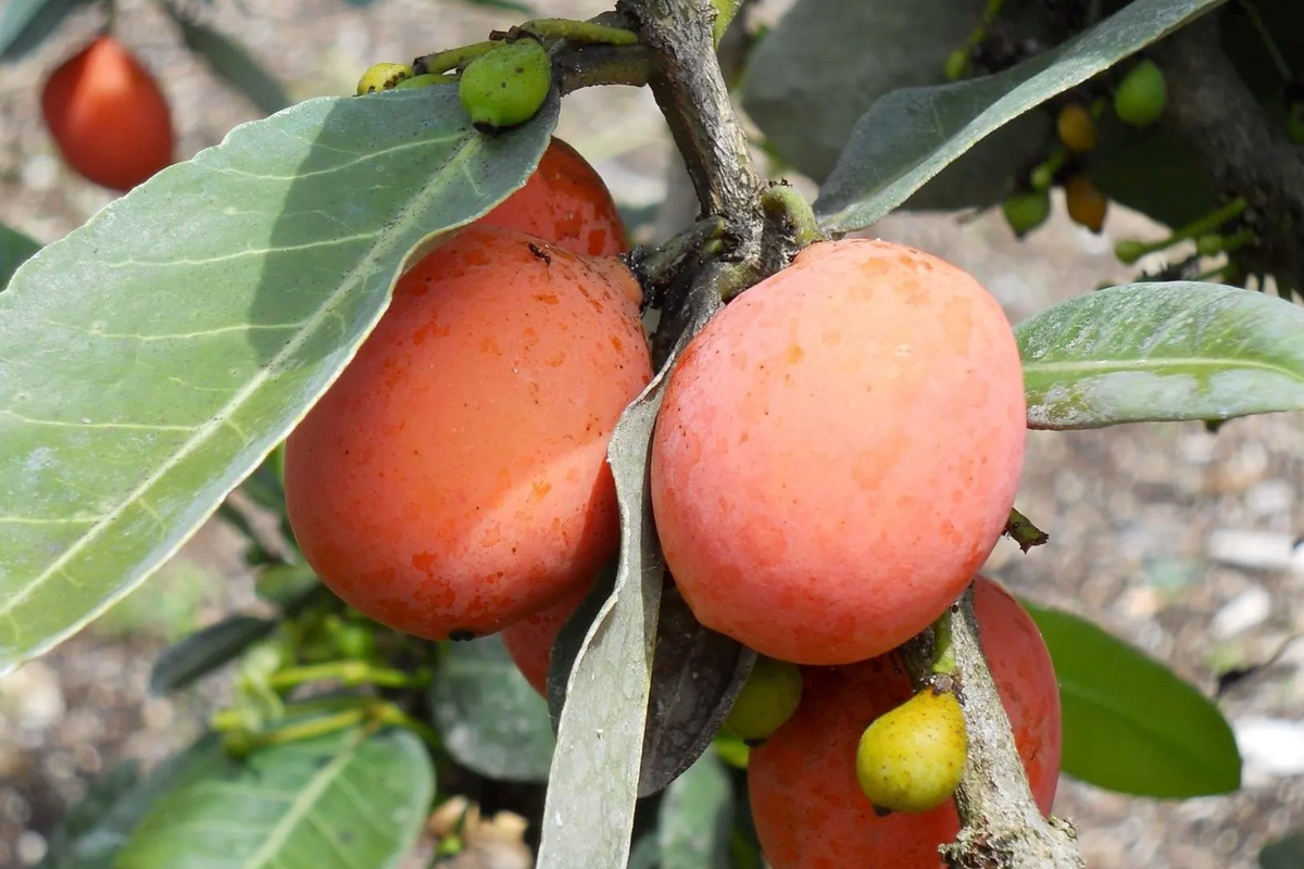 Yellow Mangosteen Starter Plant (Garcinia xanthochymus) Seedling - 12-24" Tall Live Fruit Tree