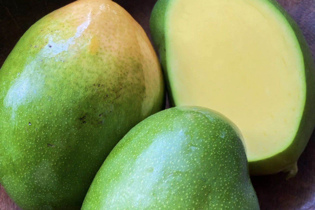 Grafted Mango Keitt Starter Plant Seedling - 3-4’ Tall Live Tropical Fruit Tree