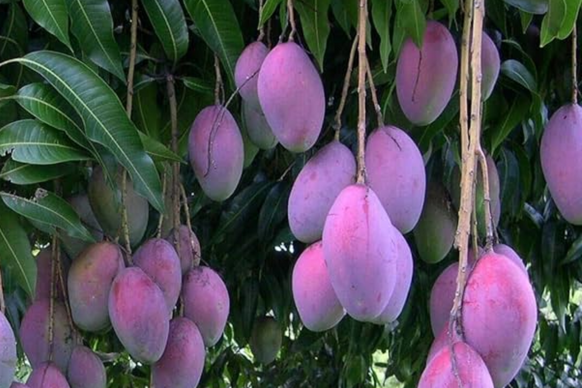 Palmer Mango Seedling - Mangifera Indica Starter Plant 1-2 ft Tall