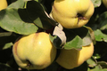Aromatnaya Quince Hardwood Cuttings - 4 Fresh, Self-Fertile Aromatic Quince Cuttings (Cydonia oblonga)