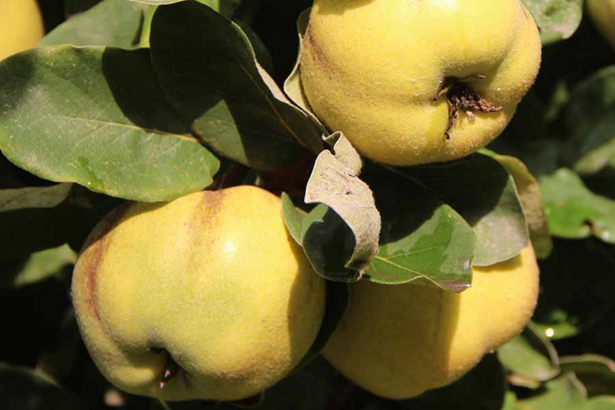 Aromatnaya Quince Hardwood Cuttings - 4 Fresh, Self-Fertile Aromatic Quince Cuttings (Cydonia oblonga)