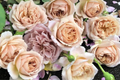 Tantau Highgarden Rose - 3 Unrooted Cuttings | Fragrant Heirloom | Root or Graft