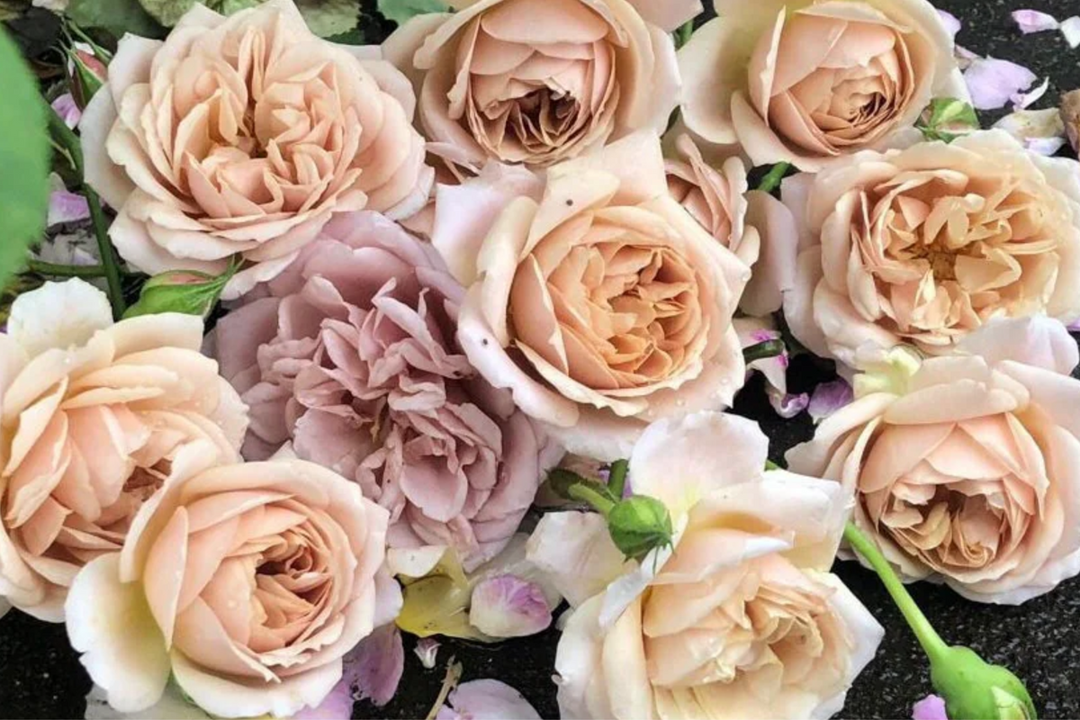 Tantau Highgarden Rose - 3 Unrooted Cuttings | Fragrant Heirloom | Root or Graft