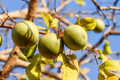 Bael Fruit Tree Seeds (Aegle marmelos) - Bengal Quince, Stone Apple, Sacred Hindu Tree - 10 Seeds