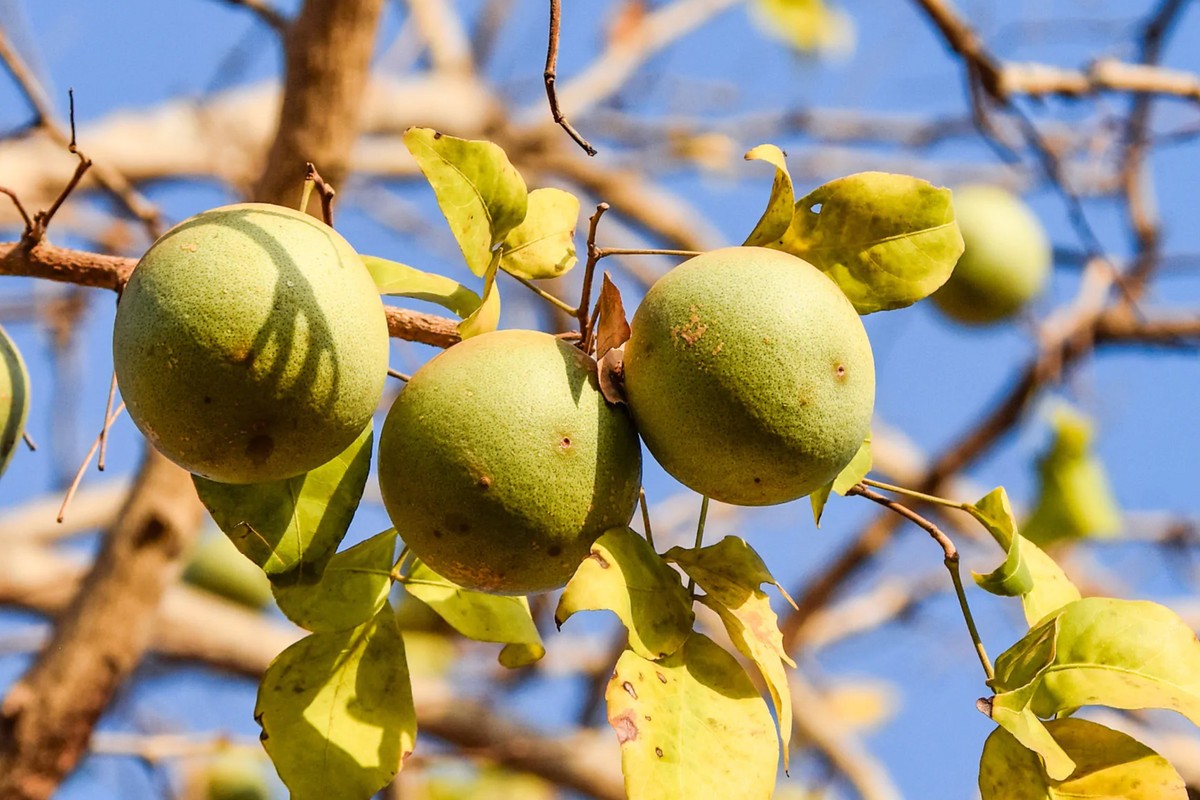 Bael Fruit Tree Seeds (Aegle marmelos) - Bengal Quince, Stone Apple, Sacred Hindu Tree - 10 Seeds