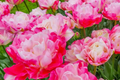 Double Peony Tulip Mix - 6 Pink Angelique & Blue Diamond Bulbs (Starter Plant)